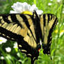 Sunsoaked Swallowtail