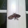 Very Large moth