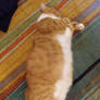 Carpet Kitteh