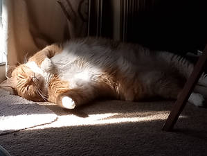 Sun Spot