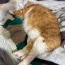 The Sleeping Orange