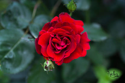 The red rose!