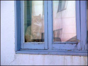 Guard Cat