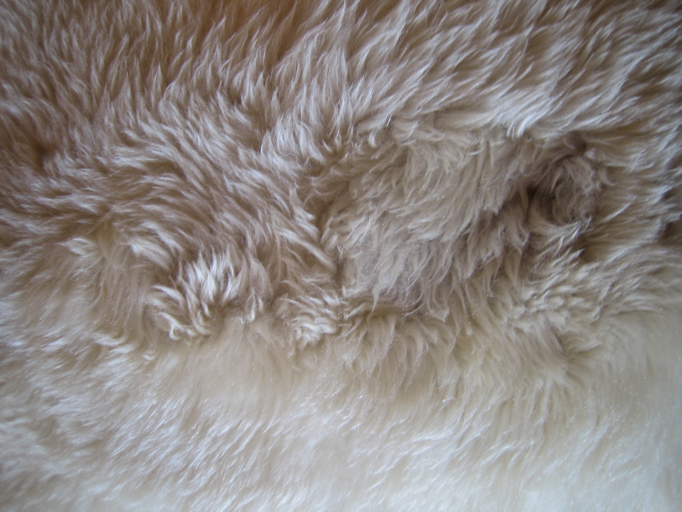 Sheep fur No.1