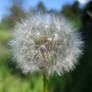 Blowball No.2