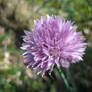 Flower No.7