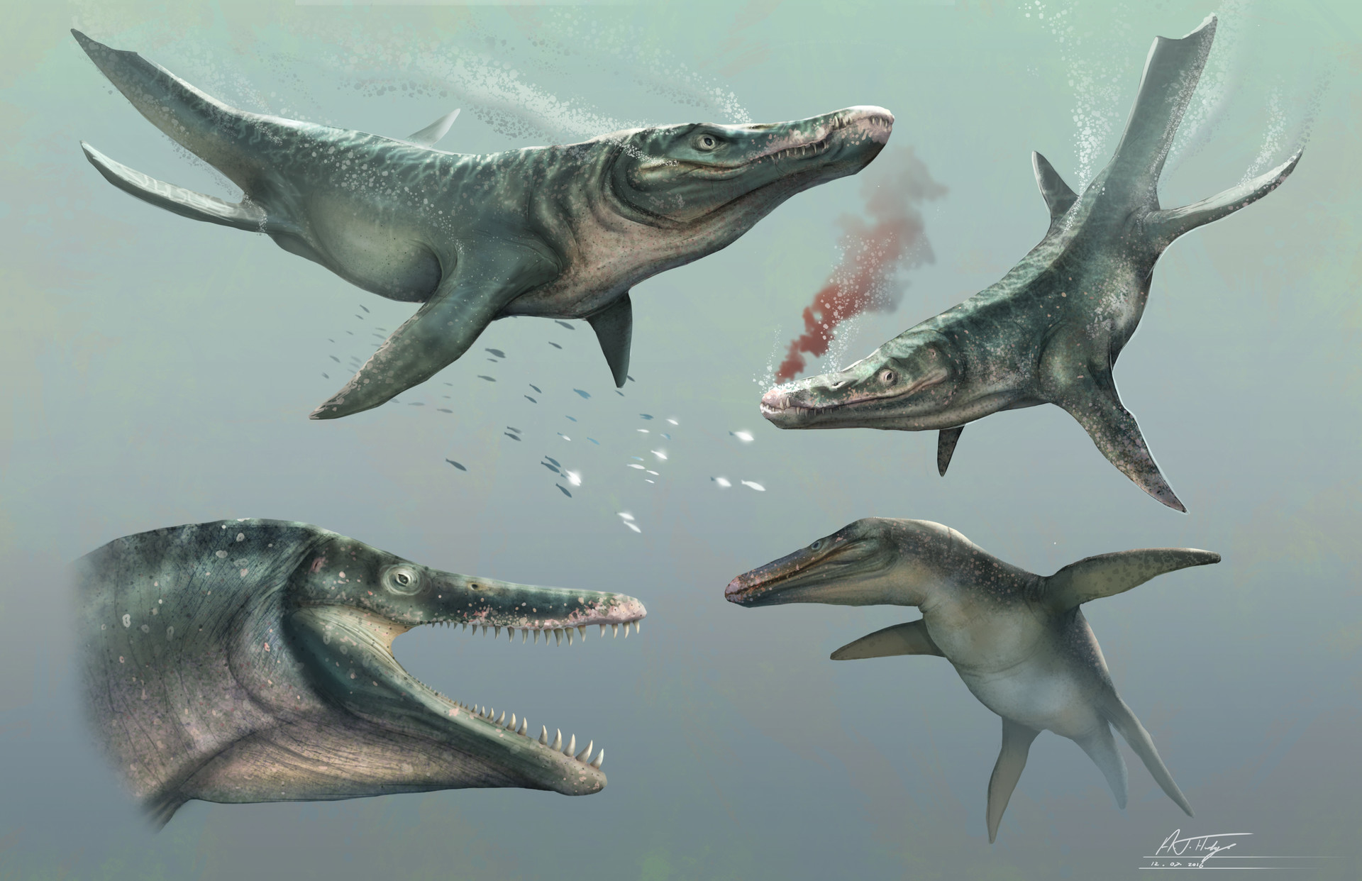 Pliosaurus Types Pliosaurus Sketches by Johnson5430 on DeviantArt