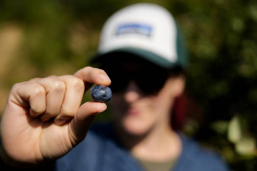 Photo A Day - 19 of 365: Blueberry