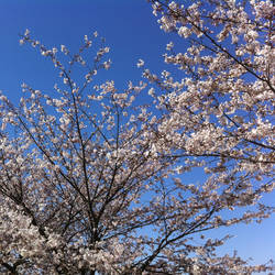 Korean Flower Festival~