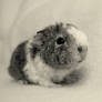 Baby guinea pig 2