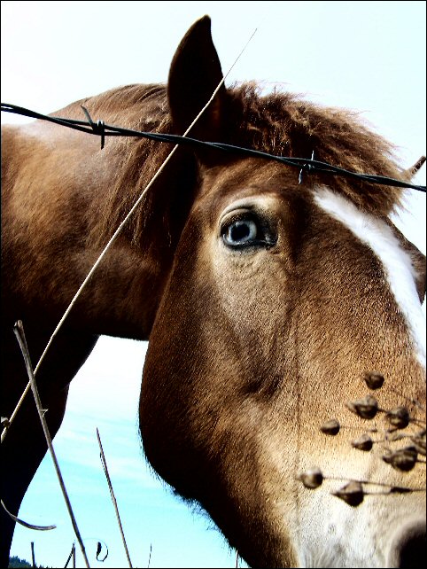 Equestrian Mark