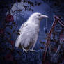 The white Raven