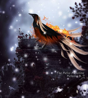 Raven-Phoenix by feanen-Mely