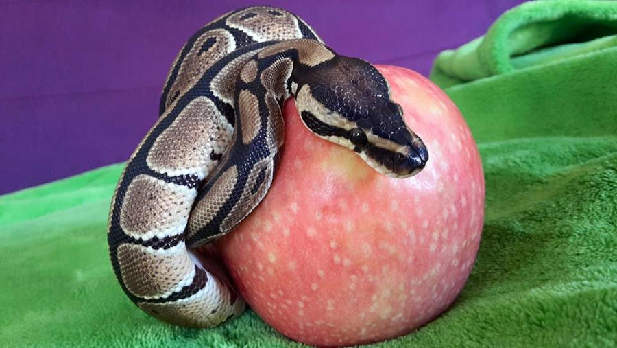 Python with apple 01 by feanen-Mely