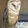 Barn Owl 04