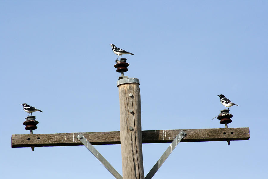 Birds on a Missing Wire