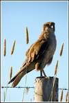 Black Kite by Goanna-Equine