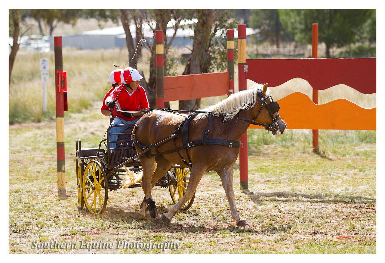 Harnessed Haflinger