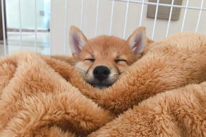 Y sleeping