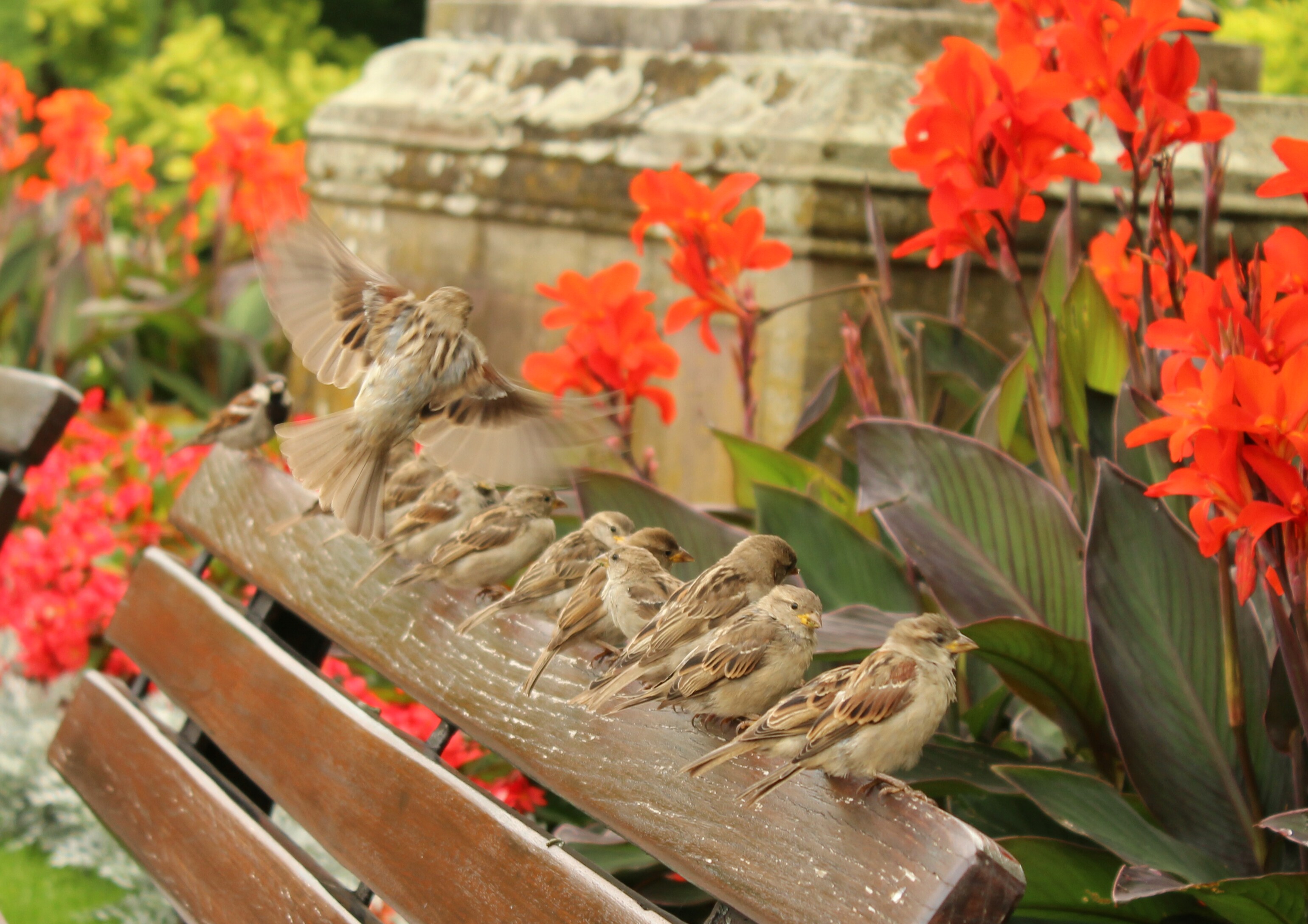 Sparrows on a bench