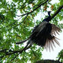 Flying peacock