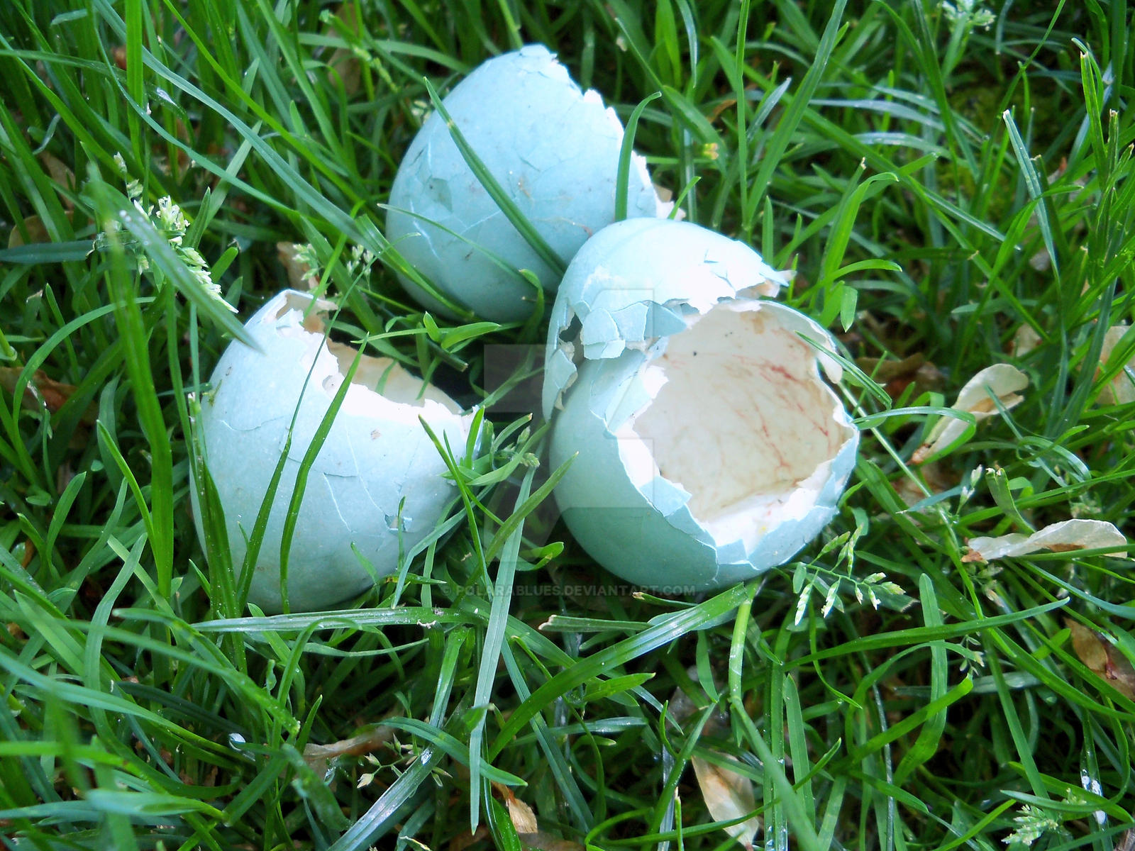1: The Pterodactyl's Egg – ENGLISH