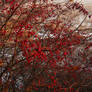 Winter berries