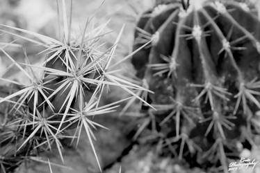 Spines and Plants