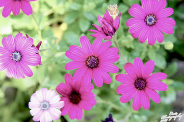 Bunches of Flowers