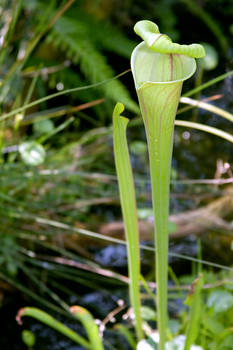 Pitcher Plant