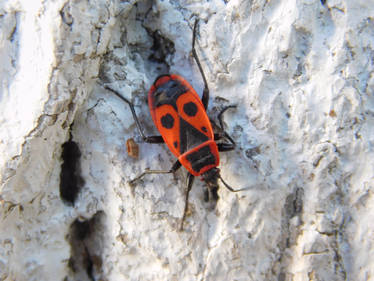 Pyrrhocoris apterus (firebug)
