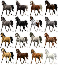 Horse coloring