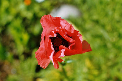 Poppy