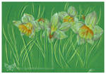 Daffodils by JupiterBlossem