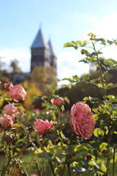 Roses in Lund