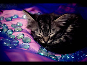 Sleeping  Kitten