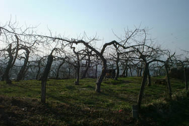 Morioka Apple Trees