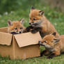 Fox In A Box