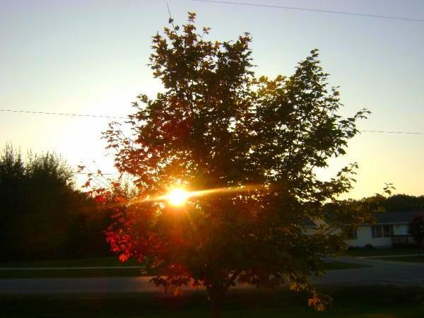 Sunset Tree