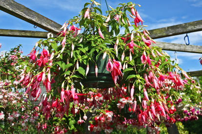 Fushsia basket