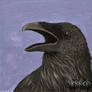 Corvus