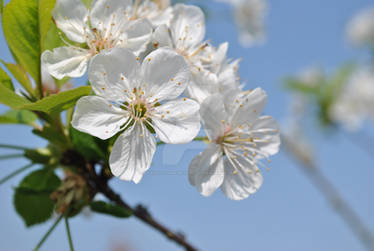 Cherry Blossom