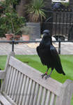 Ravens at The Tower of London II