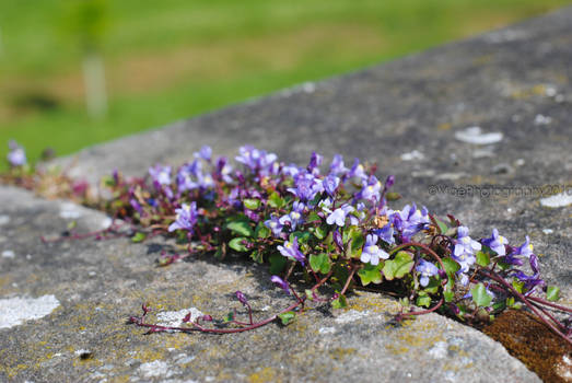 Purple Bloom