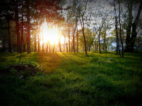 spring landscape