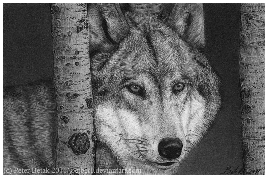 Wolf by petbet1