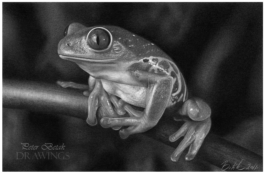 Frog drawing