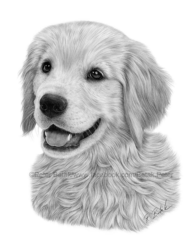 How To Draw A Golden Retriever Puppy - Drawingnow