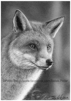 ACEO Fox drawing