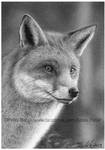 ACEO Fox drawing by petbet1